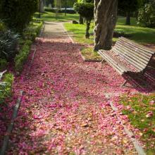 Roteiro Literario "Camilo José Cela en Padrón nº2"